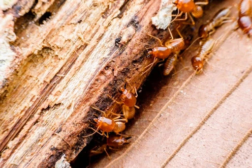 diagnostic termites
